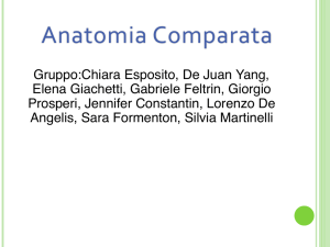 Anatomia Comparata - Stage a Tor Vergata
