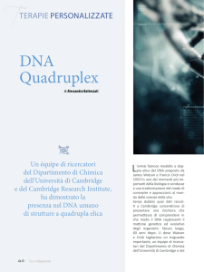 DNA Quadruplex