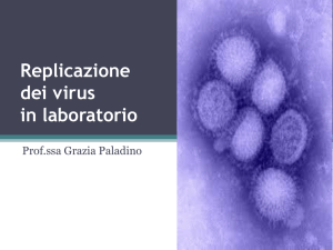 Replicazione virus in vitro