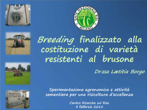 Breeding finalizzato alla costituzione di varietà resistenti al brusone