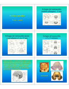 Il tronco encefalico Sviluppo del mielencefalo