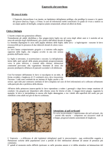 Euproctis chrysorrhoea scheda_provincia_regione_2012