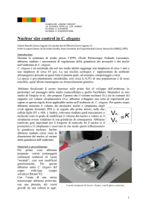 Nuclear size control in C. elegans