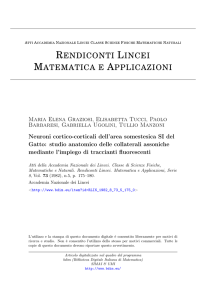 Neuroni cortico-corticali dell`area somestesica SI del Gatto: studio