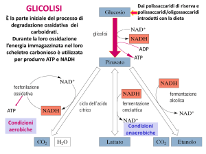 GLICOLISI