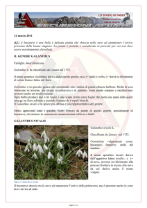 12 marzo 2011 (f.f.) il bucaneve è una bella e delicata pianta che