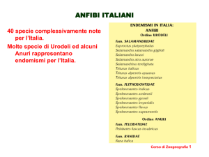 Anfibi Italiani