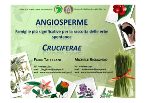 angiosperme - Museo Botanico UNIVPM