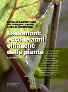 I sinomoni: ecco le armi chimiche delle piante