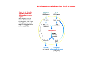 Mobilizzazione del glicerolo e degli ac.grassi