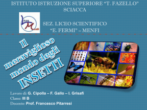 Insetti - Liceo Menfi