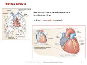 a14 funzione cardiovascolare il cuore