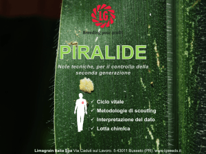 Piralide Seconda Generazione