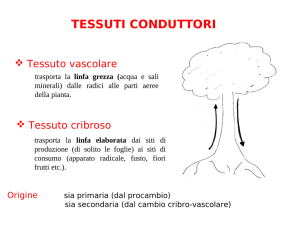 10 I tessuti adulti