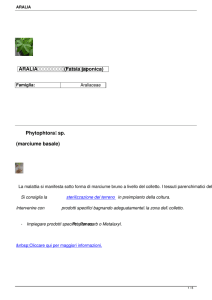 ARALIA (Fatsia japonica) Phytophtora sp. (marciume basale)