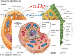 la cellula - Gaio Cecilio Secondo