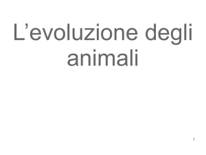 Evoluzione degli animali