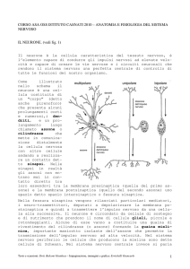 Anatomia e fisiologia del sistema nervoso