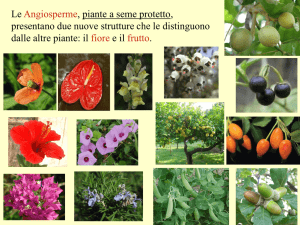 Le Angiosperme, piante a seme protetto, presentano due nuove