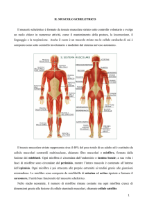 IL MUSCOLO SCHELETRICO Il muscolo scheletrico è formato da
