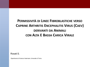 La Caratterizzazione di un nuovo genotipo di Lentivirus dei Piccoli