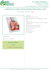 modellino anatomico sistema respiratorio umano, 7 parti