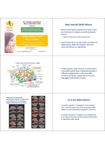 Basi neurali della lettura Le 2 vie della lettura