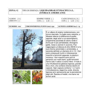 Trifoglio Incarnato Trifoglio Scarlatto Samen Trifolium Incarnatum 400 