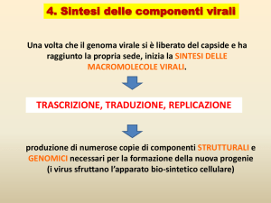 5-Moltiplicazione virus (2)