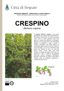 crespino - Comune di Segrate