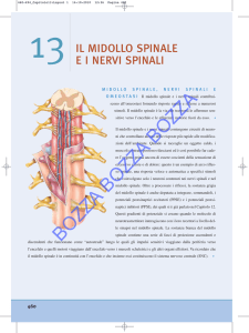 L`anteprima del capitolo 13 dedicato a midollo spinale e nervi spinali