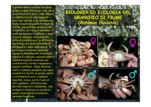 Potamon fluviatile - Provincia di Rimini