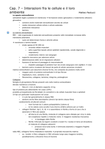 Cap. 7 – Interazioni fra le cellule e il loro ambiente