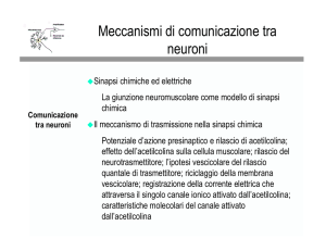 Meccanismi di comunicazione tra neuroni