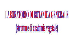 Diapositive di laboratorio di botanica generale