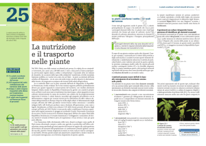 La nutrizione e il trasporto nelle piante