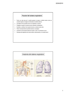 Anatomia del sistema respiratorio