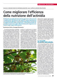 (2005) Come migliorare l`efficienza della nutrizione dell`actinidia