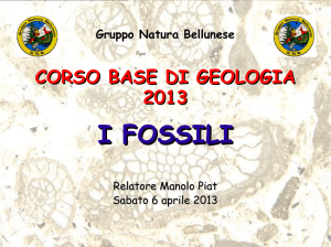i fossili - Gruppo Natura Bellunese
