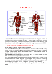 I muscoli