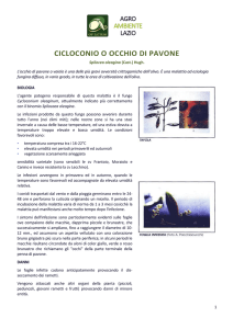 cicloconio o occhio di pavone - Agroambiente Lazio, portale a
