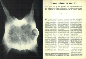 Piccoli sistemi di neuroni