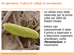 In apertura: Vedere le cellule in movimento