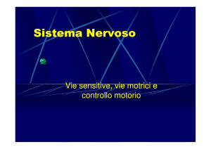 Sistema Nervoso 4
