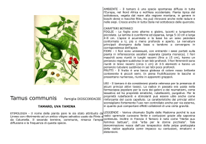 Tamus communis Famiglia DIOSCOREACEE TAMARO, UVA TAMINA