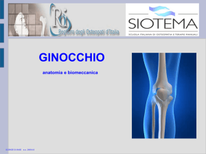 Anatomia del ginocchio - Metropolitan Wellness Club