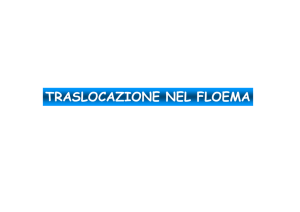 traslocazione nel floema - Università degli Studi di Roma "Tor Vergata"