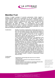 MaloStar Fruit