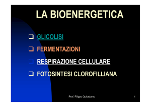 La bioenergetica