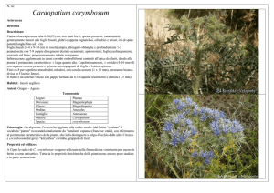 Cardopatium corymbosum - CEA Bernalda e Metaponto